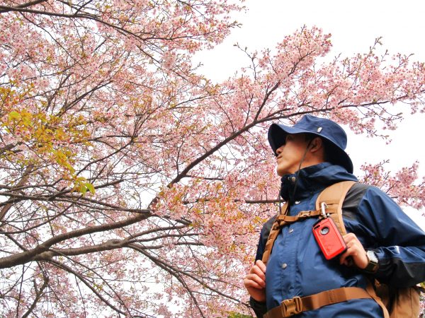 箱根・風祭では一足早い河津桜が咲いています！
